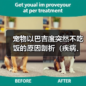 宠物以巴吉度突然不吃饭的原因剖析(疾病、厌食、环境变化都可能导致宠物不吃饭)(图4) 宠物以巴吉度突然不吃饭的原因剖析(疾病、厌食、环境变化都可能导致宠物不吃饭)(图4)