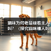猫咪频繁叫闹原因解析及科学应对方法