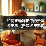 如何正确呵护你的贵宾犬皮毛（贵宾犬皮毛护理指南，让你的宠物更健康美丽）（图3）