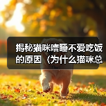 猫咪嗜睡不爱吃饭的五大原因解析