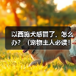 西施犬感冒症状及日常护理注意事项