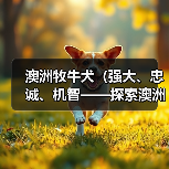 澳洲牧牛犬(强大、忠诚、机智——探索澳洲牧牛犬的护卫才能)(图2) 澳洲牧牛犬(强大、忠诚、机智——探索澳洲牧牛犬的护卫才能)(图2)