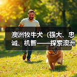 澳洲牧牛犬(强大、忠诚、机智——探索澳洲牧牛犬的护卫才能)(图4) 澳洲牧牛犬(强大、忠诚、机智——探索澳洲牧牛犬的护卫才能)(图4)