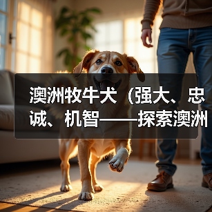 澳洲牧牛犬忠诚本能与护卫能力解析