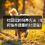 社田鼠的饲养方法(如何培养健康的社田鼠)(图2) 社田鼠的饲养方法(如何培养健康的社田鼠)(图2)