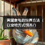 黄腿象龟的饲养方法(以宠物方式饲养/)(图3) 黄腿象龟的饲养方法(以宠物方式饲养/)(图3)