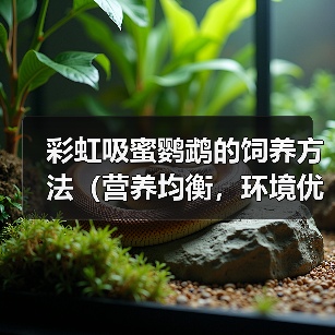 彩虹吸蜜鹦鹉的饲养方法（营养均衡，环境优美，关爱宠物）（图3）