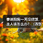 泰迪狗狗一天没吃饭，主人该怎么办？（遇到狗狗不吃饭的情况，要及时采取措施）（图4）