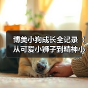 博美小狗成长全记录（从可爱小狮子到精神小伙伴，关注博美犬的成长历程）（图1）