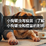 小狗驱虫与疫苗(了解小狗驱虫和疫苗的时间表,让您的宠物远离病菌和寄生虫)(图1) 小狗驱虫与疫苗(了解小狗驱虫和疫苗的时间表,让您的宠物远离病菌和寄生虫)(图1)