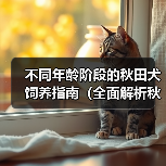 不同年龄阶段的秋田犬饲养指南(全面解析秋田犬在不同年龄阶段的饲养要点与技巧)(图3) 不同年龄阶段的秋田犬饲养指南(全面解析秋田犬在不同年龄阶段的饲养要点与技巧)(图3)