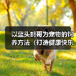 以蓝头鹦哥为宠物的饲养方法（打造健康快乐的宠物生活）（图4）