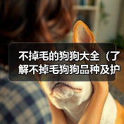 不掉毛的狗狗大全（了解不掉毛狗狗品种及护理方法）（图3）