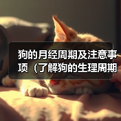 狗的月经周期及注意事项（了解狗的生理周期，关注宠物健康）（图1）