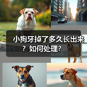 小狗牙掉了多久长出来?如何处理?(图4) 小狗牙掉了多久长出来?如何处理?(图4)