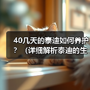 40几天的泰迪如何养护？（详细解析泰迪的生活、食物、健康和训练）（图2）