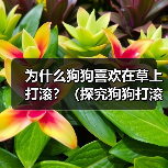 为什么狗狗喜欢在草上打滚？（探究狗狗打滚的原因与好处，让你更加了解宠物狗）（图2）