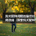 狗犬配种间隔的最佳时间选择（探索狗犬配种间隔的最佳策略，以确保繁育的成功和健康）（图3）