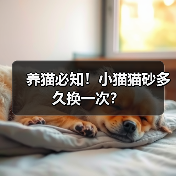 养猫必知!小猫猫砂多久换一次?(图1) 养猫必知!小猫猫砂多久换一次?(图1)