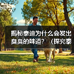 揭秘泰迪为什么会发出臭臭的味道?(探究泰迪散发异味的原因及解决方法)(图1) 揭秘泰迪为什么会发出臭臭的味道?(探究泰迪散发异味的原因及解决方法)(图1)