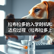 拉布拉多的入学时机和适应过程（拉布拉多上学的最佳年龄和教育过程）（图4）