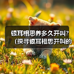 银耳相思养多久开叫？（探寻银耳相思开叫的最佳时机）（图2）