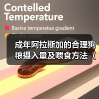 成年阿拉斯加的合理狗粮摄入量及喂食方法（探讨成年阿拉斯加每日狗粮摄入量与喂食策略）（图4）