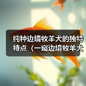纯种边境牧羊犬的独特特点(一窥边境牧羊犬的五大魅力)(图3) 纯种边境牧羊犬的独特特点(一窥边境牧羊犬的五大魅力)(图3)