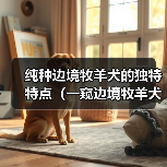 纯种边境牧羊犬的独特特点(一窥边境牧羊犬的五大魅力)(图1) 纯种边境牧羊犬的独特特点(一窥边境牧羊犬的五大魅力)(图1)