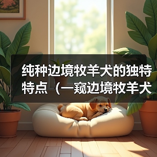 纯种边境牧羊犬的独特特点(一窥边境牧羊犬的五大魅力)(图2) 纯种边境牧羊犬的独特特点(一窥边境牧羊犬的五大魅力)(图2)