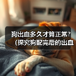 狗出血多久才算正常？（探究狗配完后的出血情况及时长）（图2）