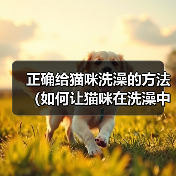 正确给猫咪洗澡的方法(如何让猫咪在洗澡中感到舒适与安全)(图2) 正确给猫咪洗澡的方法(如何让猫咪在洗澡中感到舒适与安全)(图2)