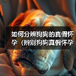 如何分辨狗狗的真假怀孕(辨别狗狗真假怀孕的方法及注意事项)(图2) 如何分辨狗狗的真假怀孕(辨别狗狗真假怀孕的方法及注意事项)(图2)