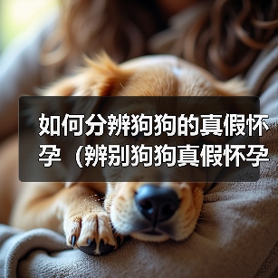 如何分辨狗狗的真假怀孕(辨别狗狗真假怀孕的方法及注意事项)(图3) 如何分辨狗狗的真假怀孕(辨别狗狗真假怀孕的方法及注意事项)(图3)