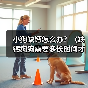 小狗缺钙怎么办？（缺钙狗狗需要多长时间才能康复？）（图1）