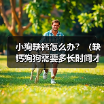 小狗缺钙怎么办？（缺钙狗狗需要多长时间才能康复？）（图4）