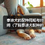 泰迪犬的配种周期与时间（了解泰迪犬配种的时间和周期有助于繁殖者的决策）（图4）