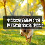 小型宠物狗品种介绍（探索适合家庭的小型宠物狗，了解其特点和需求）（图2）