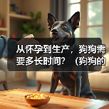 从怀孕到生产，狗狗需要多长时间？（狗狗的妊娠期、分娩期和哺乳期）（图4）