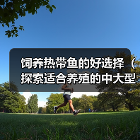 饲养热带鱼的好选择（探索适合养殖的中大型热带鱼种类）（图2）