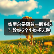 家里总是飘着一股狗味？教你6个小妙招去除异味（给家里消除狗味，让空气清新如初）（图2）