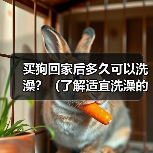 买狗回家后多久可以洗澡？（了解适宜洗澡的时机，让你的狗狗健康舒适）（图2）