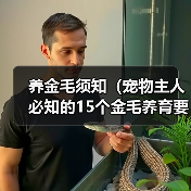 养金毛须知（宠物主人必知的15个金毛养育要点）（图2）