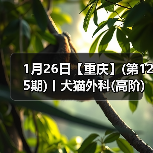 1月26日【重庆】(第125期)丨犬猫外科(高阶)班！含SUB(人人可实操)、乳糜胸等技术！（图3）