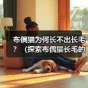 布偶猫为何长不出长毛？（探索布偶猫长毛的原因和特点）（图2）