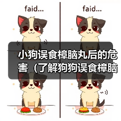 小狗误食樟脑丸后的危害（了解狗狗误食樟脑丸后的风险和应对措施）（图2）