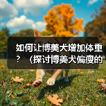 如何让博美犬增加体重？（探讨博美犬偏瘦的原因以及增肥的有效方法）（图1）
