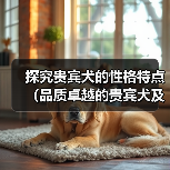 探究贵宾犬的性格特点(品质卓越的贵宾犬及其表现)(图2) 探究贵宾犬的性格特点(品质卓越的贵宾犬及其表现)(图2)