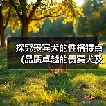 探究贵宾犬的性格特点(品质卓越的贵宾犬及其表现)(图4) 探究贵宾犬的性格特点(品质卓越的贵宾犬及其表现)(图4)
