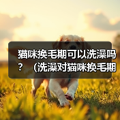 猫咪换毛期可以洗澡吗?(洗澡对猫咪换毛期的影响和注意事项)(图2) 猫咪换毛期可以洗澡吗?(洗澡对猫咪换毛期的影响和注意事项)(图2)